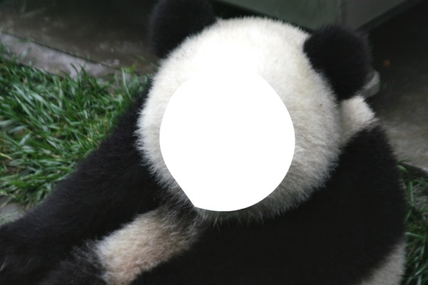 Cara de panda Photomontage