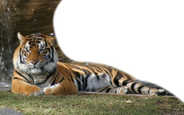 tigre couché Fotómontázs