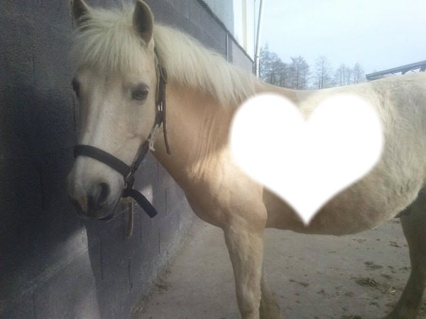 cheval qui s appelle roki et qui est a st philbert Fotomontáž