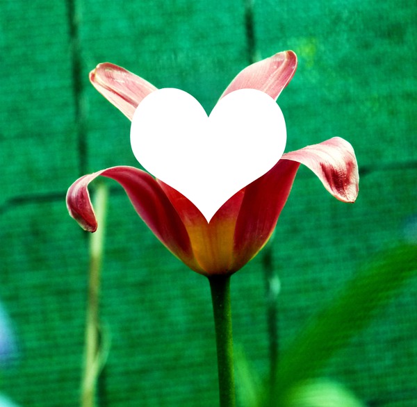 coeur de tulipe / Tulip heart Photo frame effect