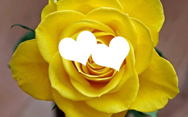 2 coeurs rose jaune Fotomontaggio
