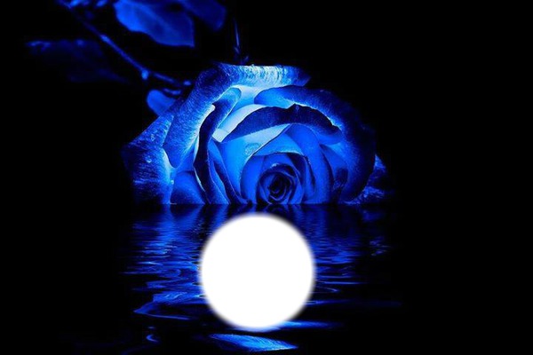 BLUE ROSE Фотомонтажа