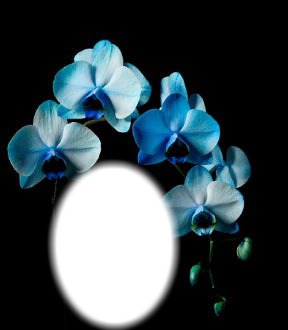 orchidé Fotomontaggio