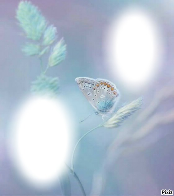 papillon Фотомонтаж
