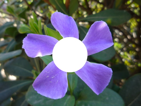 violeta Фотомонтаж