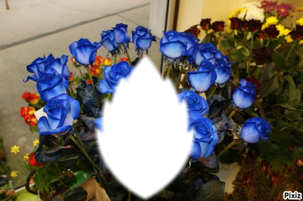 *Trés fleurs bleue* Fotomontasje