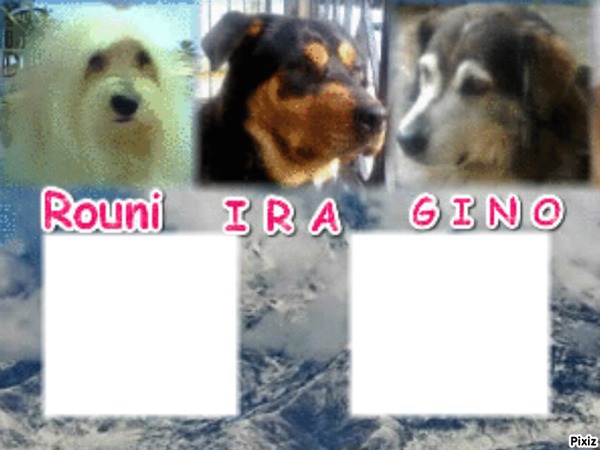 my dogs Fotomontage