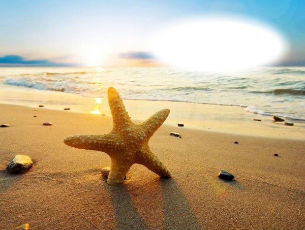Coucher de soleil-étoile de mer-plage Fotoğraf editörü