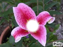 fleur de lys Montaje fotografico