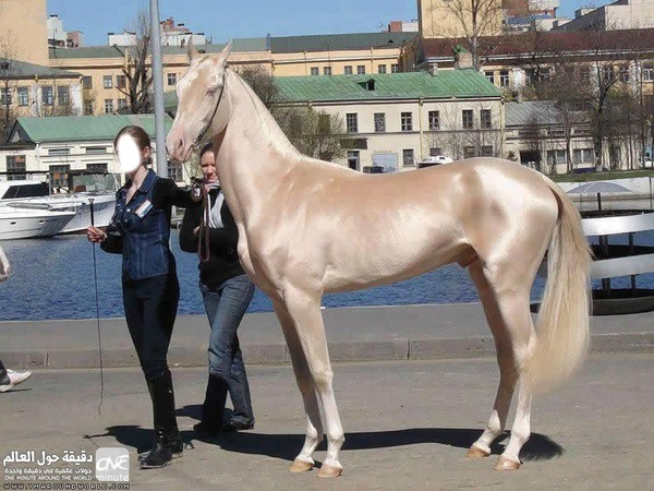 Turkish beautiful horse Fotomontaż