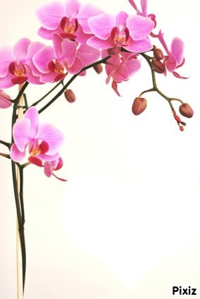 Orchidée Fotomontagem