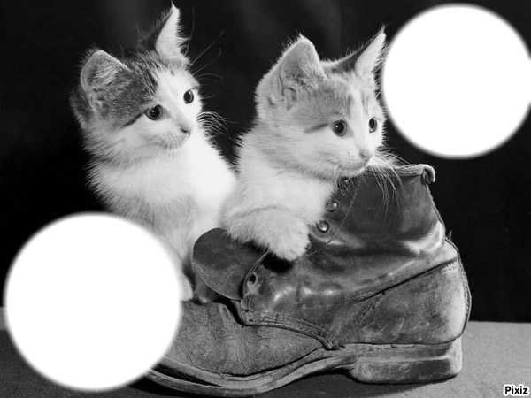 *famille chatons* Montage photo