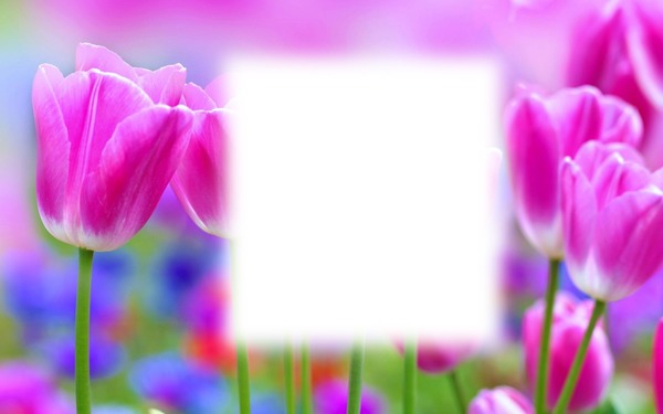 tulips Fotomontasje