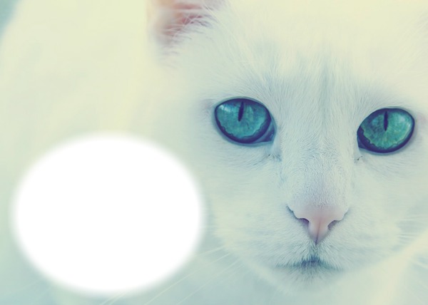 Animaux-Chat blanc aux yeux bleus Photo frame effect