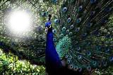 peacock Fotomontage