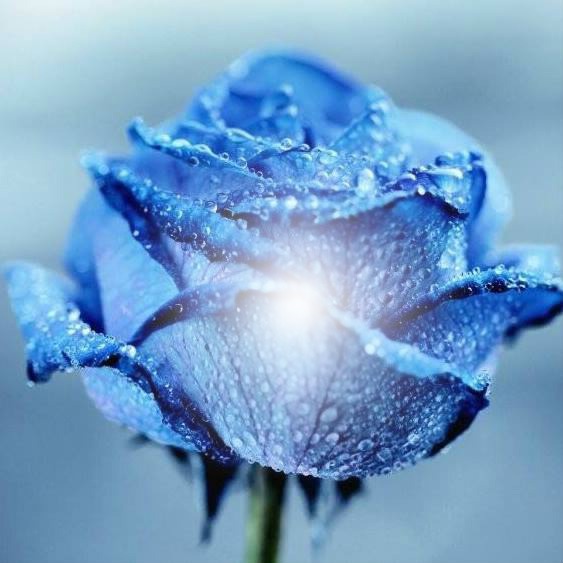roses bleu Φωτομοντάζ