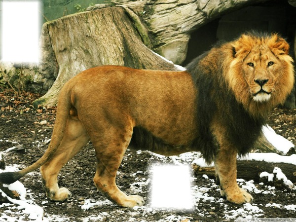 LION Fotomontaż