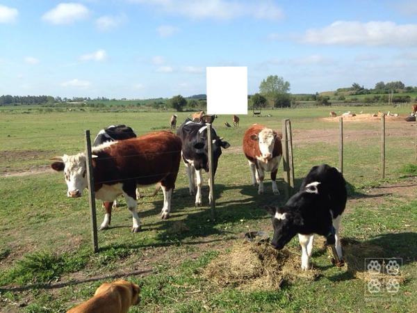 montaje de vacas Montaje fotografico