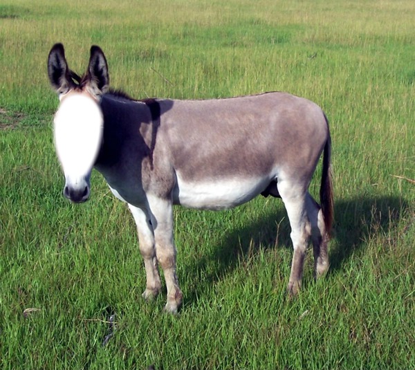 donkey Fotomontaggio