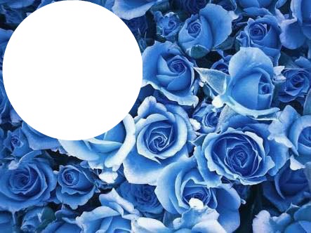 rosas azuis Fotomontagem