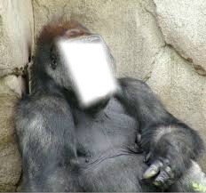 Gorille Fotomontasje