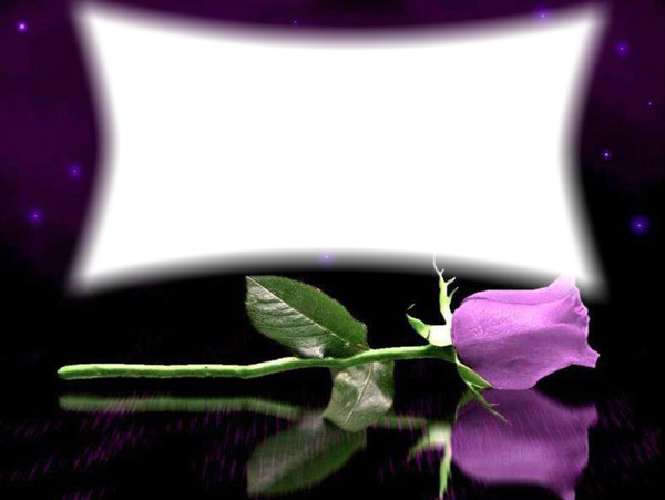 purple rose Fotomontáž