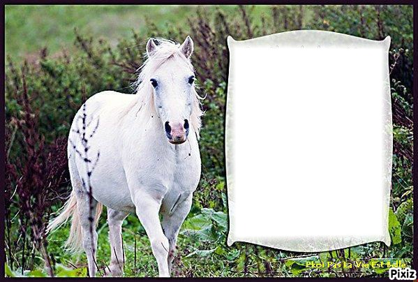 cheval prairie Photomontage