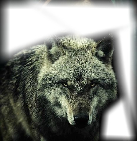 Wolf Фотомонтажа