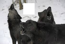 Wolfs Photo frame effect