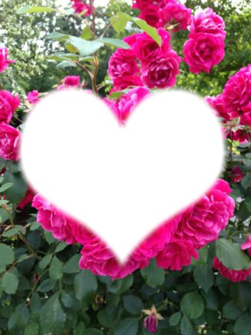 roses de beau papa Fotomontaggio