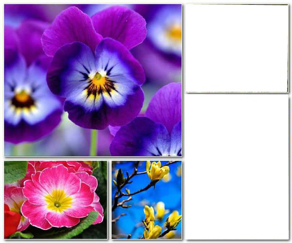 violetas 2 fotos Fotomontagem