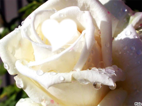 rose du coeur Fotomontáž