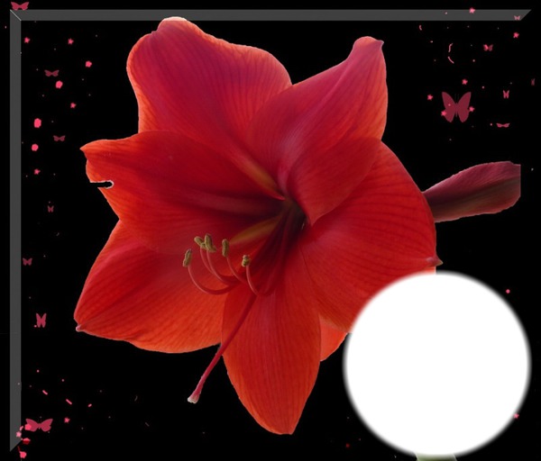 Amaryllis -rouge Fotomontaggio