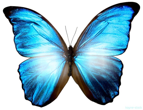 borboleta azul Photomontage