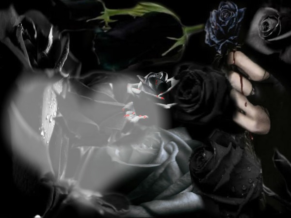 rosa negra Fotomontáž