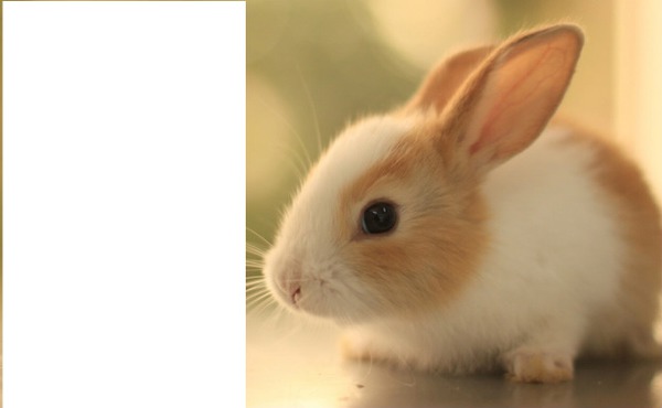 Rabbit ( easter ) Valokuvamontaasi
