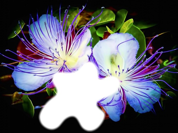 Vive les fleurs* Photo frame effect