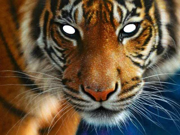 Tiger Fotomontáž