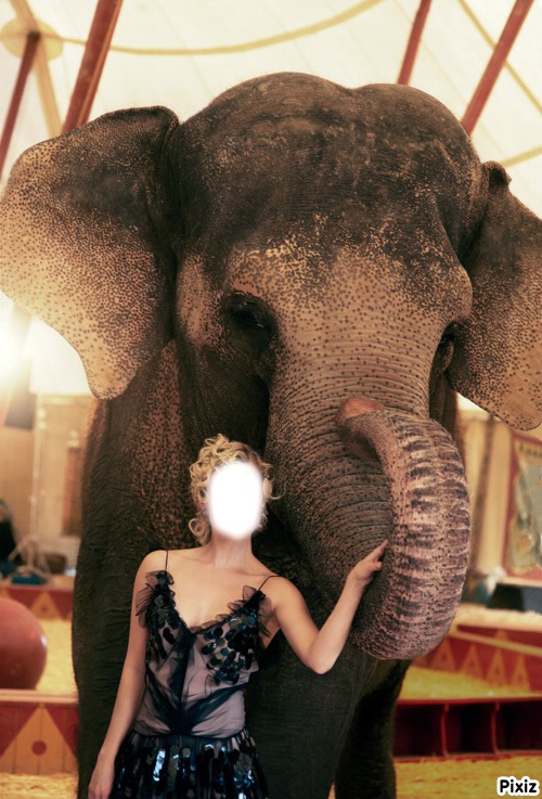 dressage d elephant Photo frame effect