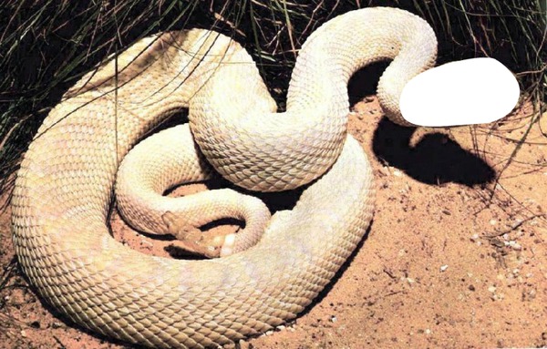 yılan Fotoğraf editörü