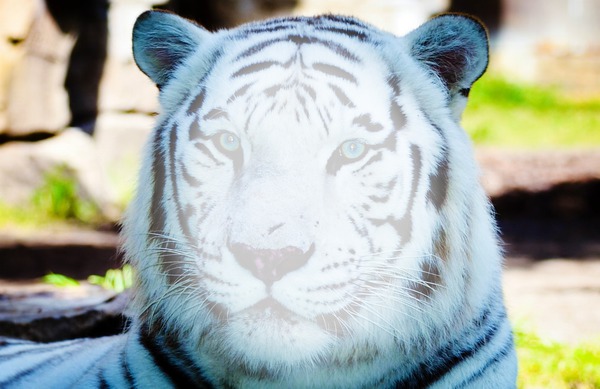 tigere blanco Fotomontáž