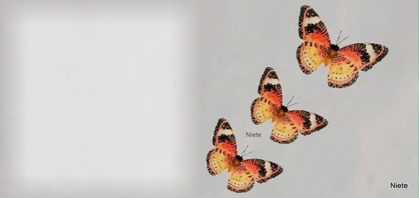 borboleta Fotomontaż