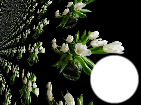 tulipes* Photomontage