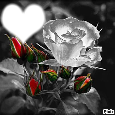 rose blanche Фотомонтажа