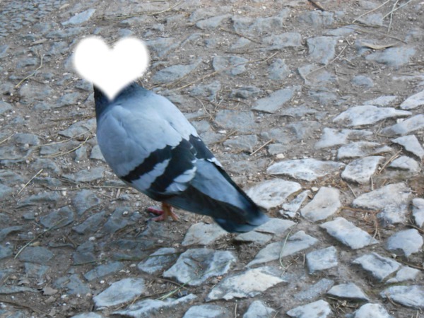 pigeon coeur asb Montage photo
