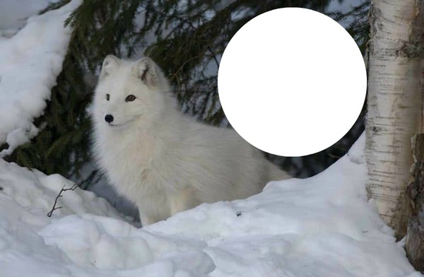 Au coeur du loup l'hiver Montaje fotografico