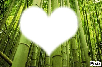 Les bambou Fotomontáž
