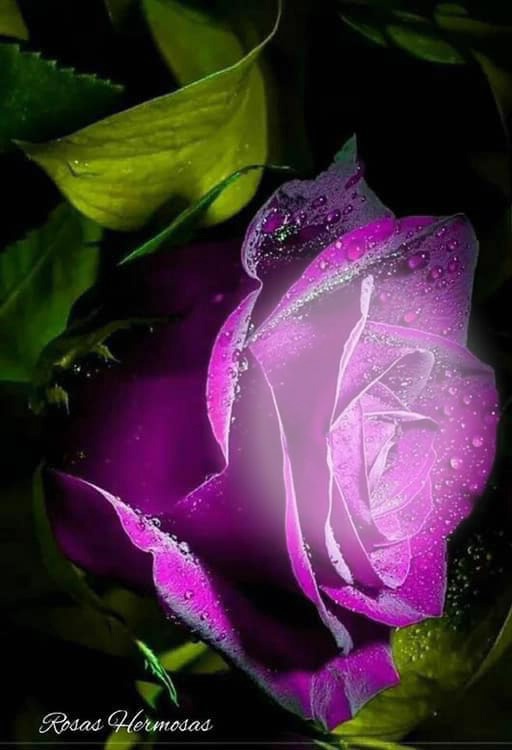 1 rosa lila Fotomontagem