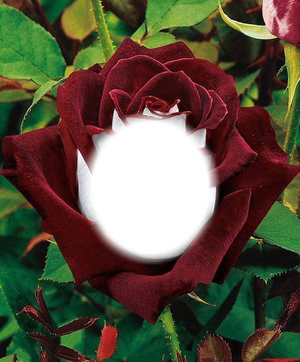Rosa em botão Fotomontage