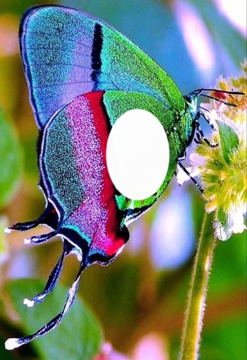 Cc Hermosa Mariposa Montaje fotografico